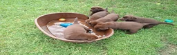 Labrador Retriever honden te koop: Raszuivere bruine labrador pups  - Advertentie 36