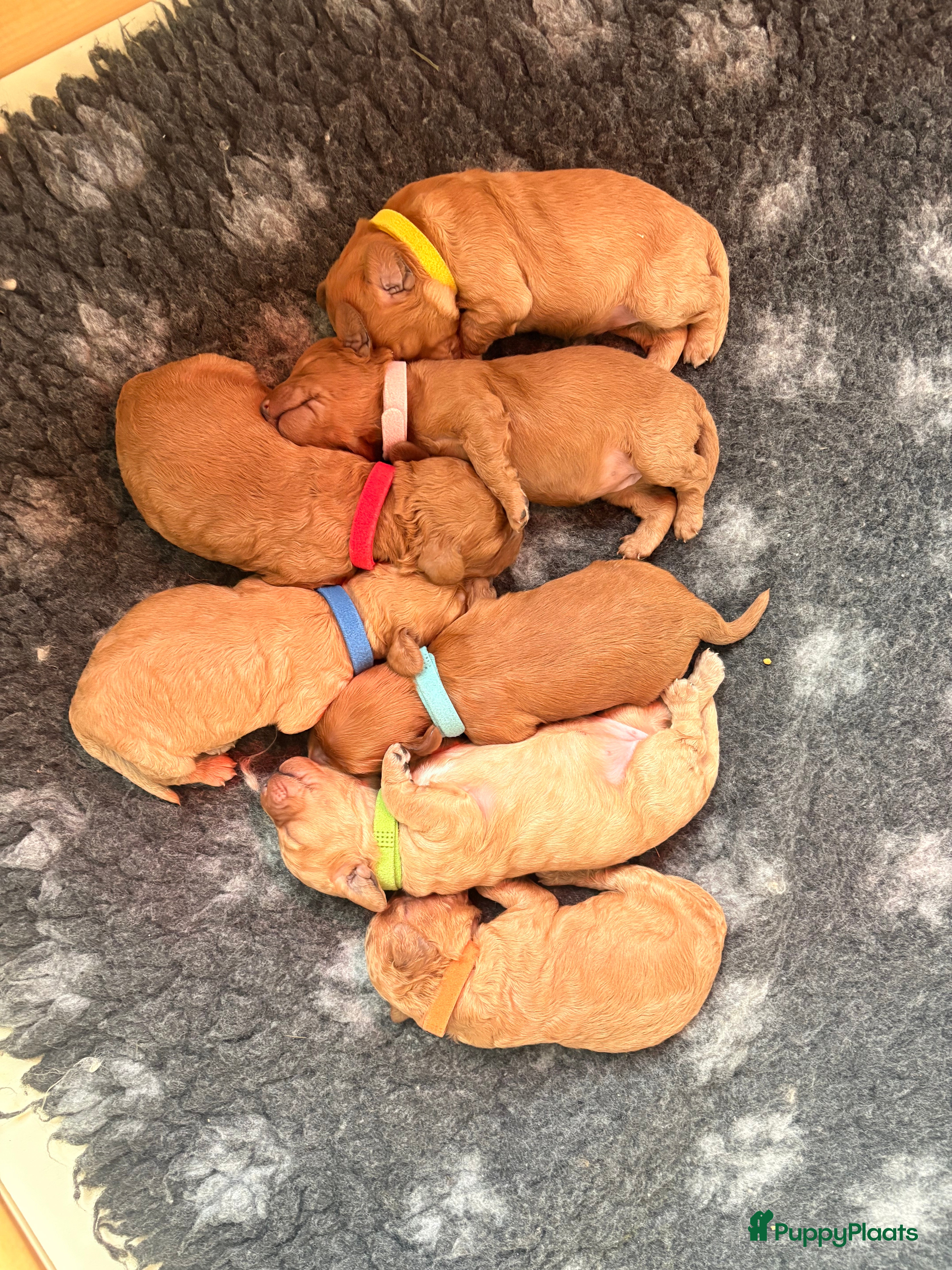 Cockapoo honden 🐶 Cockapoo pups te koop - Advertentie 1