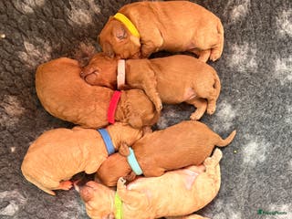 Cockapoo honden te koop: 🐶 Cockapoo pups te koop - Advertentie 1