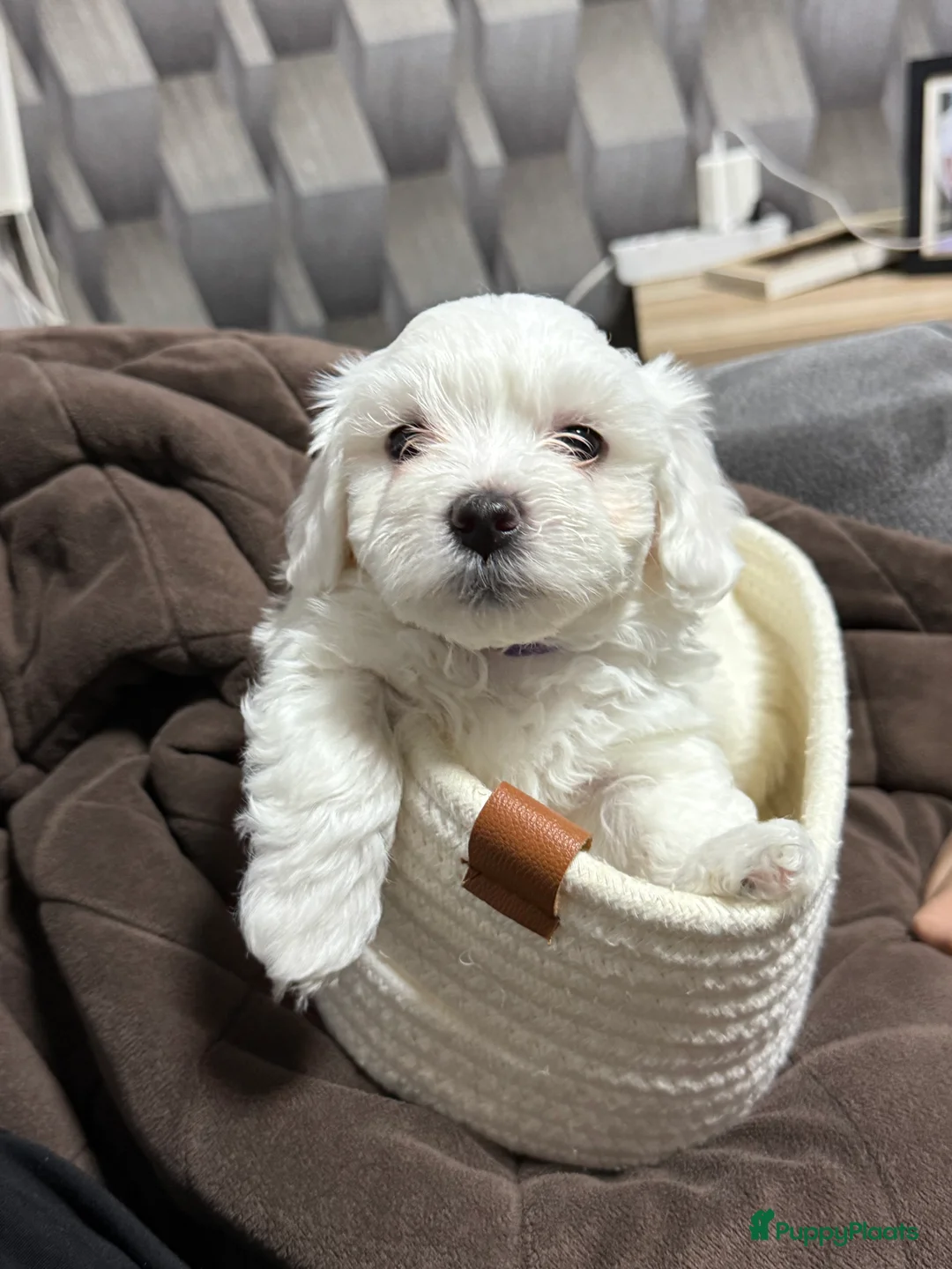 Maltezer honden te koop: Maltezer puppy  - Advertentie 8