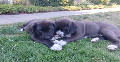 Kruising honden - Advertentie 2