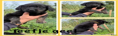 Kruising 7
