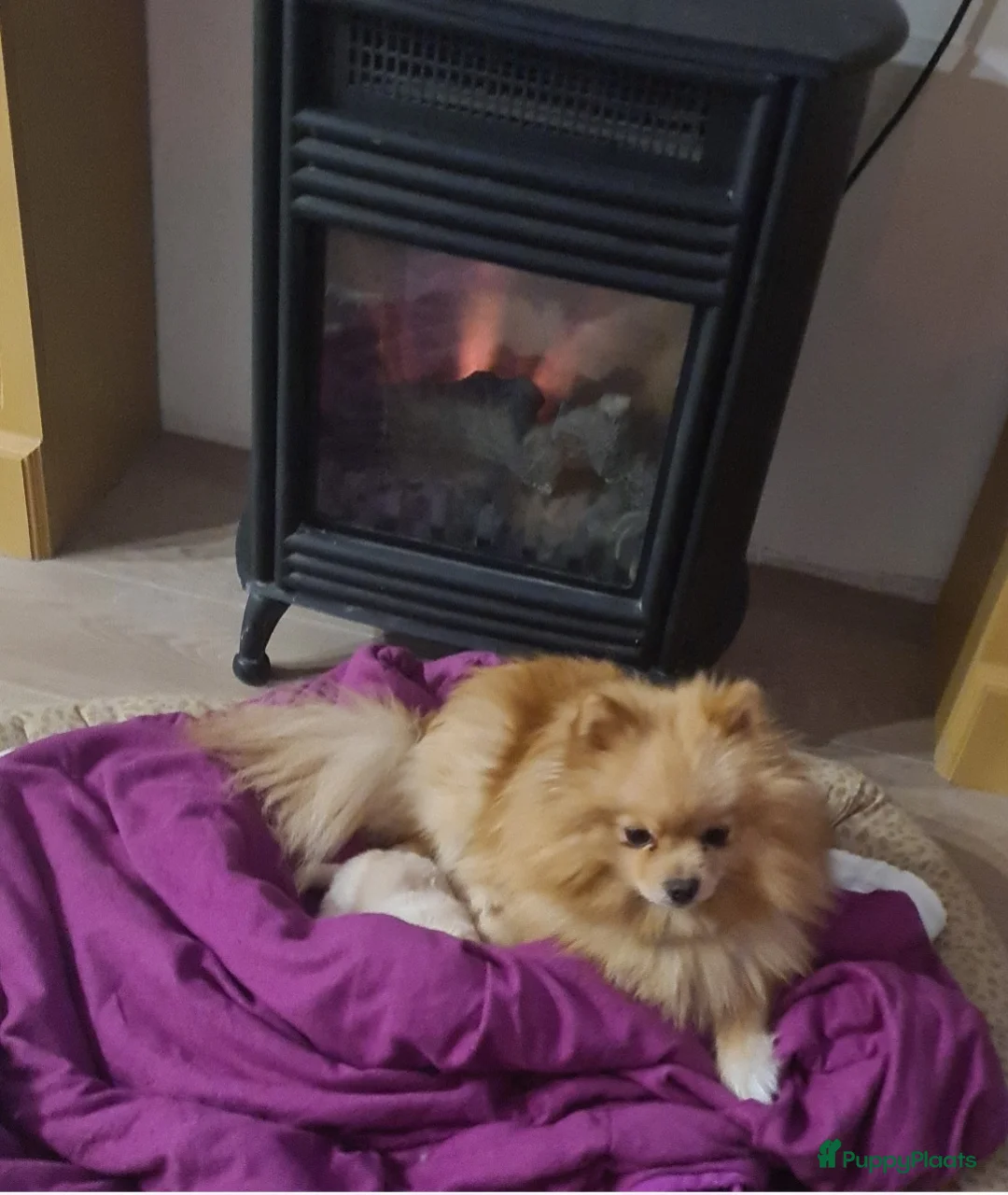 Pomeriaan honden te koop: Pomeranian puppy te koop - Advertentie 4