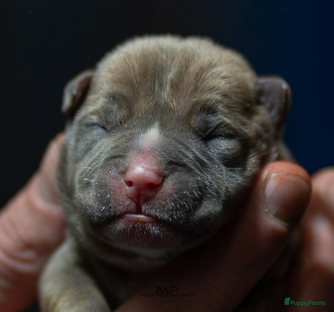 Amerikaanse Bully honden te koop: Pocket bullys  - Advertentie 8