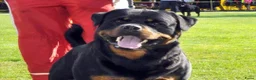 Rottweiler honden te koop: Nog 5 Rottweiler pups uit de volgende combinatie: - Advertentie 20