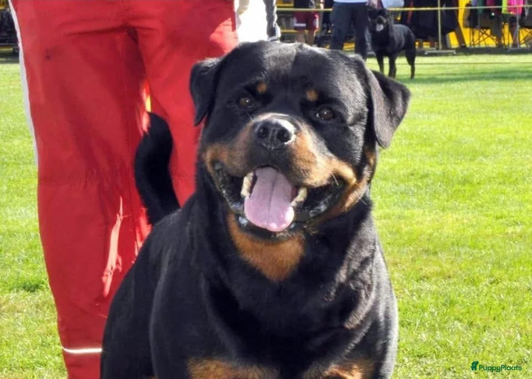 Rottweiler honden te koop: Nog 5 Rottweiler pups uit de volgende combinatie: - Advertentie 20