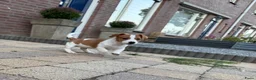 Jack Russel Terriër honden te koop: Nog 1 Jack Russell pupje beschikbaar!  - Advertentie 2