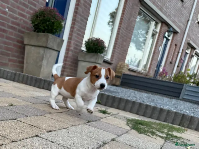 Jack Russel Terriër honden Nog 1 Jack Russell pupje beschikbaar! - Advertentie 2