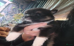 Pomeriaan honden te koop: Dwergkees pomeriaan mogen weg  - Afbeelding 4