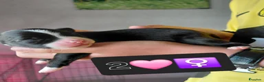 Kruising Puppy 2