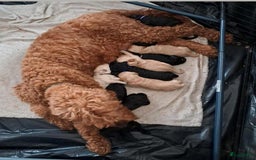 Labradoodle honden te koop: Labradoodle pups groot kleurvast - Afbeelding 12