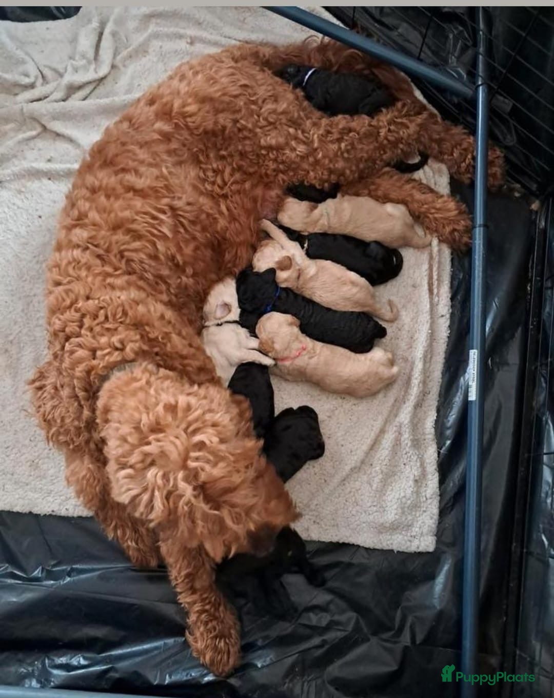 Labradoodle honden te koop: Labradoodle pups groot kleurvast - Afbeelding 12