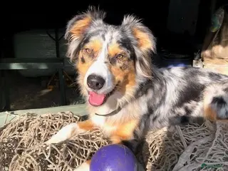 Aussiedoodle honden Aussiedoodle Aussie/Toy poedel - Advertentie 13