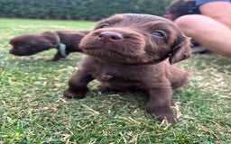 Duitse Staande Hond Langhaar honden te koop: Duitse staande langhaar pups  in Maastricht - Afbeelding 16