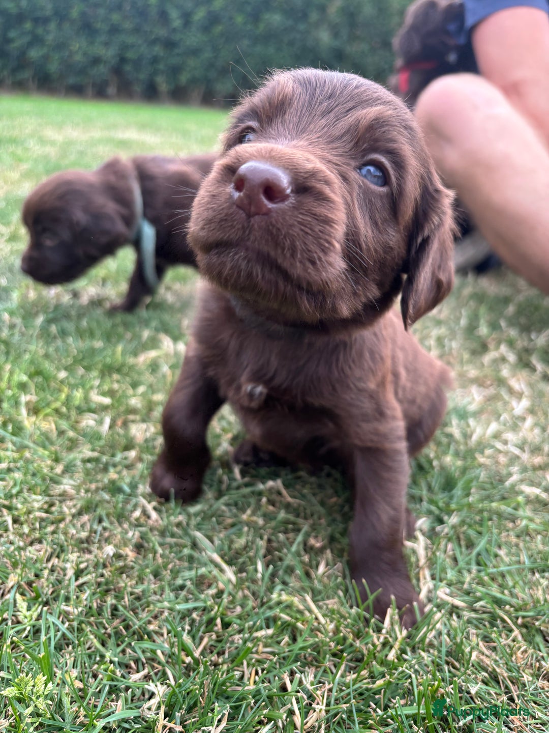 Duitse Staande Hond Langhaar honden te koop: Duitse staande langhaar pups  in Maastricht - Afbeelding 16