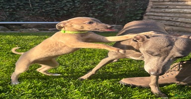 Whippet honden - Advertentie 7