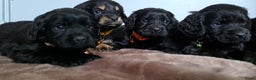 Kruising honden te koop: Kruising Engelse cockerspaniel pups.  - Advertentie 2