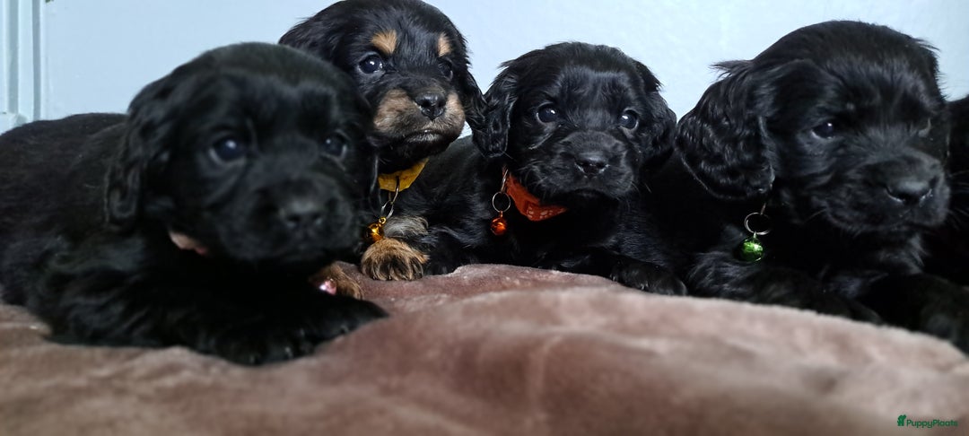 Kruising honden te koop: Kruising Engelse cockerspaniel pups.  - Advertentie 2