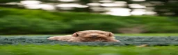 Labradoodle honden te koop: Prachtige multigen Labradoodles - Advertentie 10