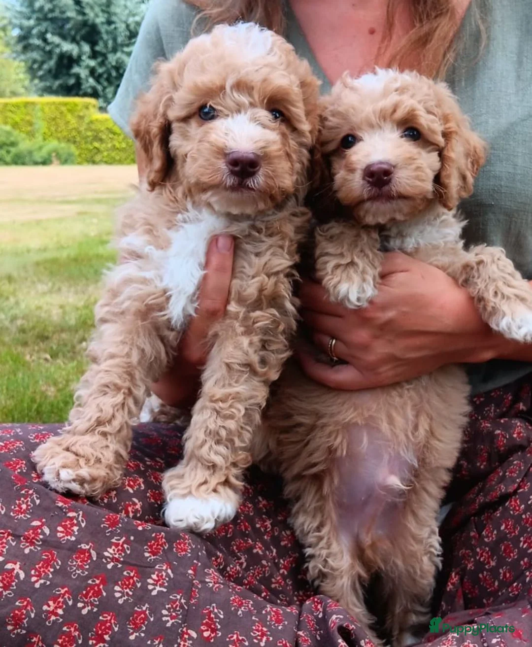 Labradoodle honden te koop: Mooie mini labra doodle pups zoeken nieuw thuis! - Advertentie 1