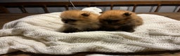 Pomeriaan honden te koop: 3 schattige Pomeriaan pups orange sable 5 wk - Advertentie 6