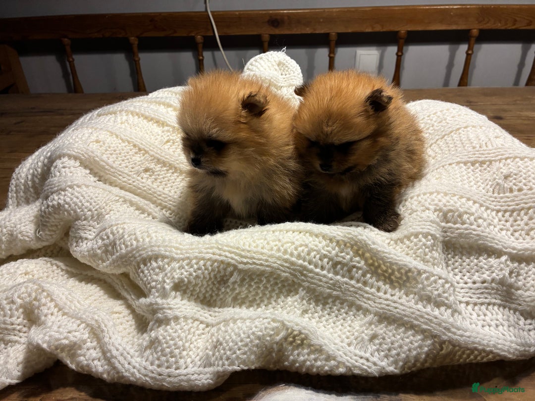Pomeriaan honden te koop: 3 schattige Pomeriaan pups orange sable 5 wk - Advertentie 6