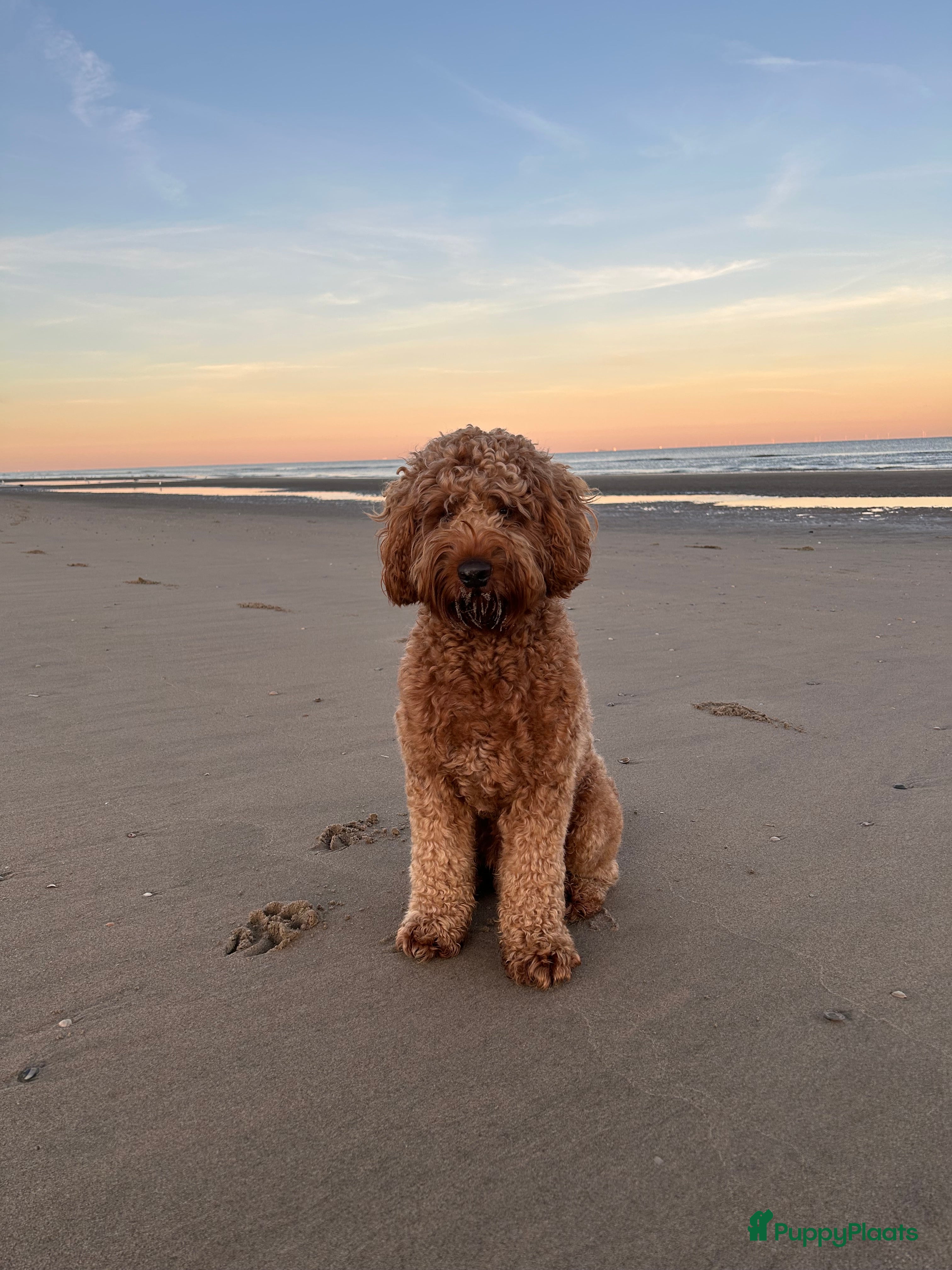 Australian Labradoodle honden Australian Labradoodle dekreu – volledig getest - Advertentie 2
