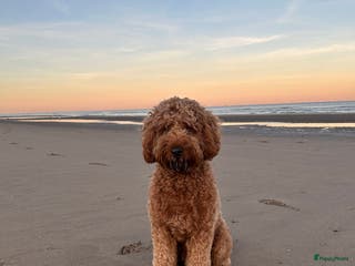 Australian Labradoodle honden Australian Labradoodle dekreu – volledig getest - Advertentie 2