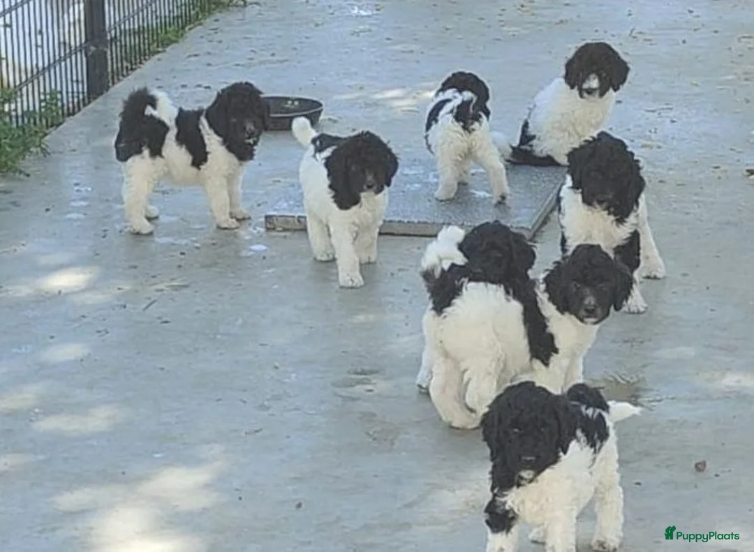 Labradoodle honden te koop: labradoodle pups met filmpje - Advertentie 2