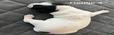 Friese Stabij Puppy 4