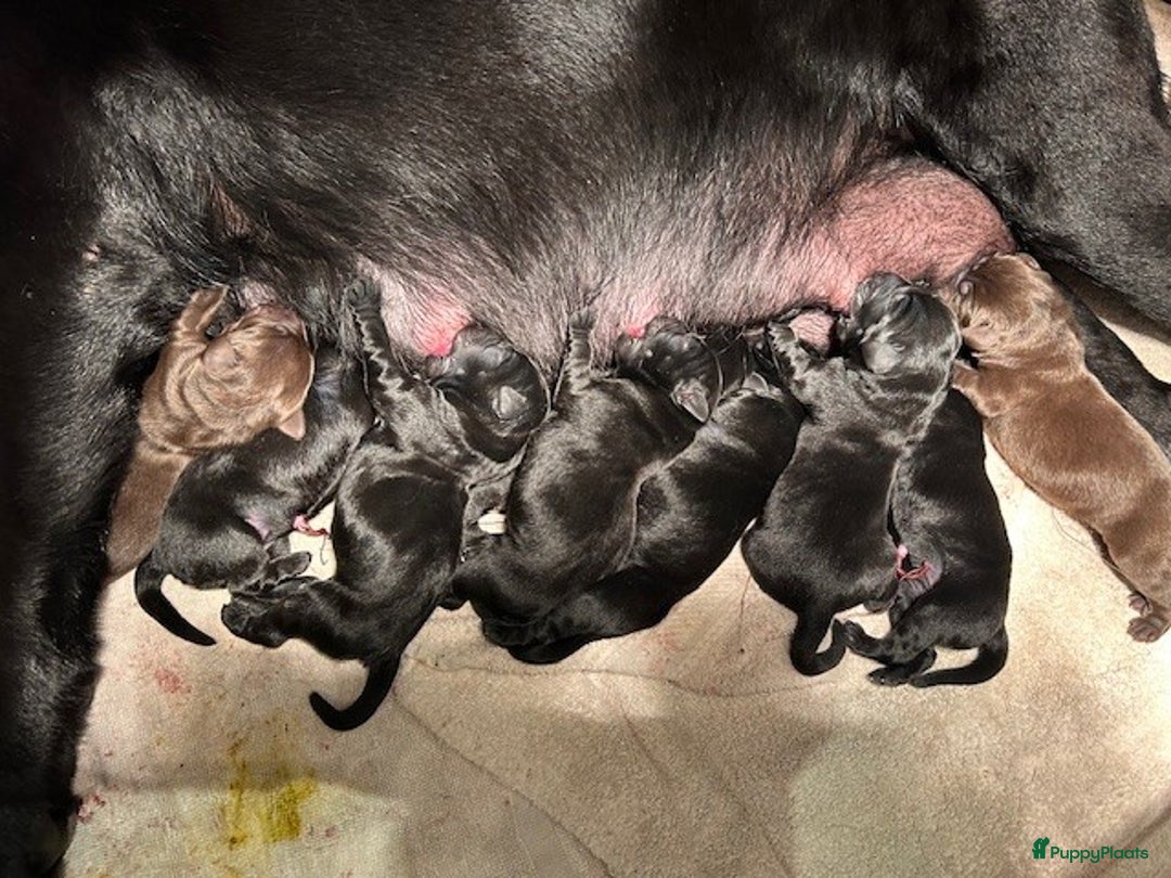 Labrador Retriever honden te koop: labradorpups  - Advertentie 2