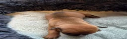 Amerikaanse Bully honden te koop: americanbully xl pup's  - Advertentie 39