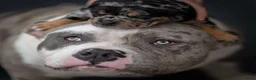 Amerikaanse Bully honden te koop: American Bully pocket pups verwacht geteste ouders - Advertentie 29