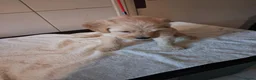 Labradoodle honden te koop: mooie pups labradoodles  3 reutjes - Advertentie 15