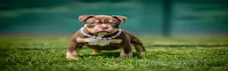 Amerikaanse Bully honden te koop: Amerikaanse pocket bully teefjes  - Advertentie 11