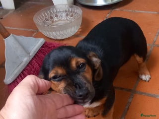 Kruising honden 2 italiaanse lieverds zoeken een familie - Advertentie 11