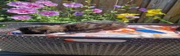 Shih Tzu honden te koop: Raszuivere shih tzu pups  - Advertentie 8