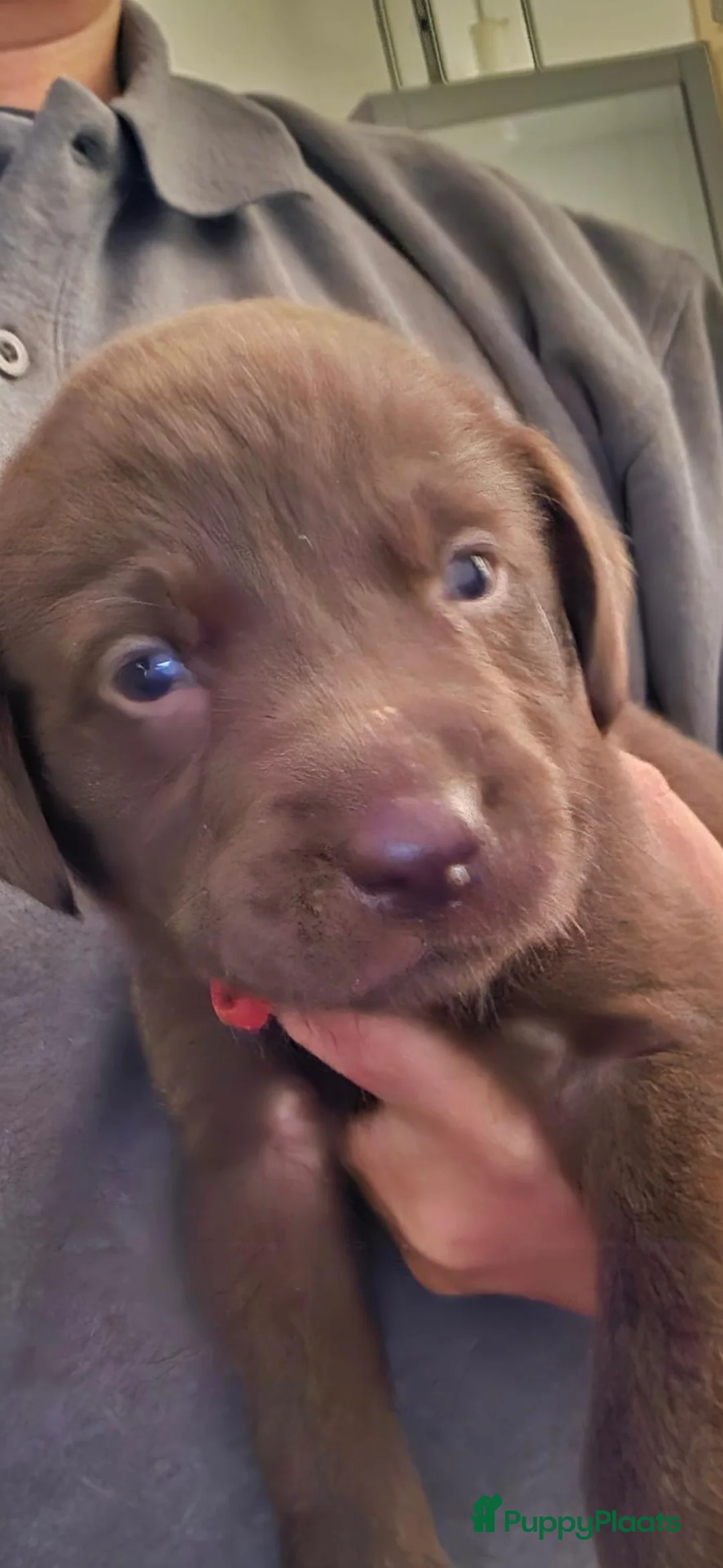 Labrador Retriever honden te koop: 6 mooie raszuiver labrador pups - Advertentie 18