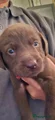 Labrador Retriever 1 choco bruin (rood bandje)