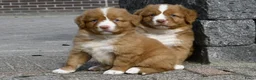 Nova Scotia Duck Tolling Retriever honden te koop: Nova Scotia Duck Tolling Retriever pups # Toller - Advertentie 3