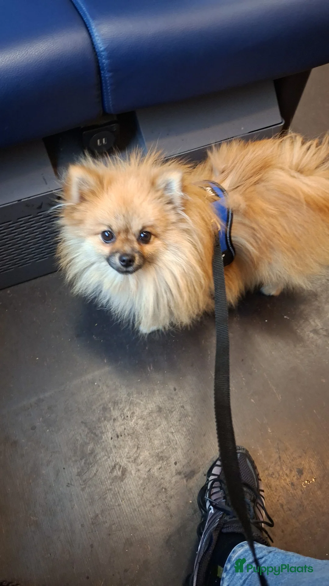 Pomeriaan honden te koop: Pomeriaan reutje  - Advertentie 3