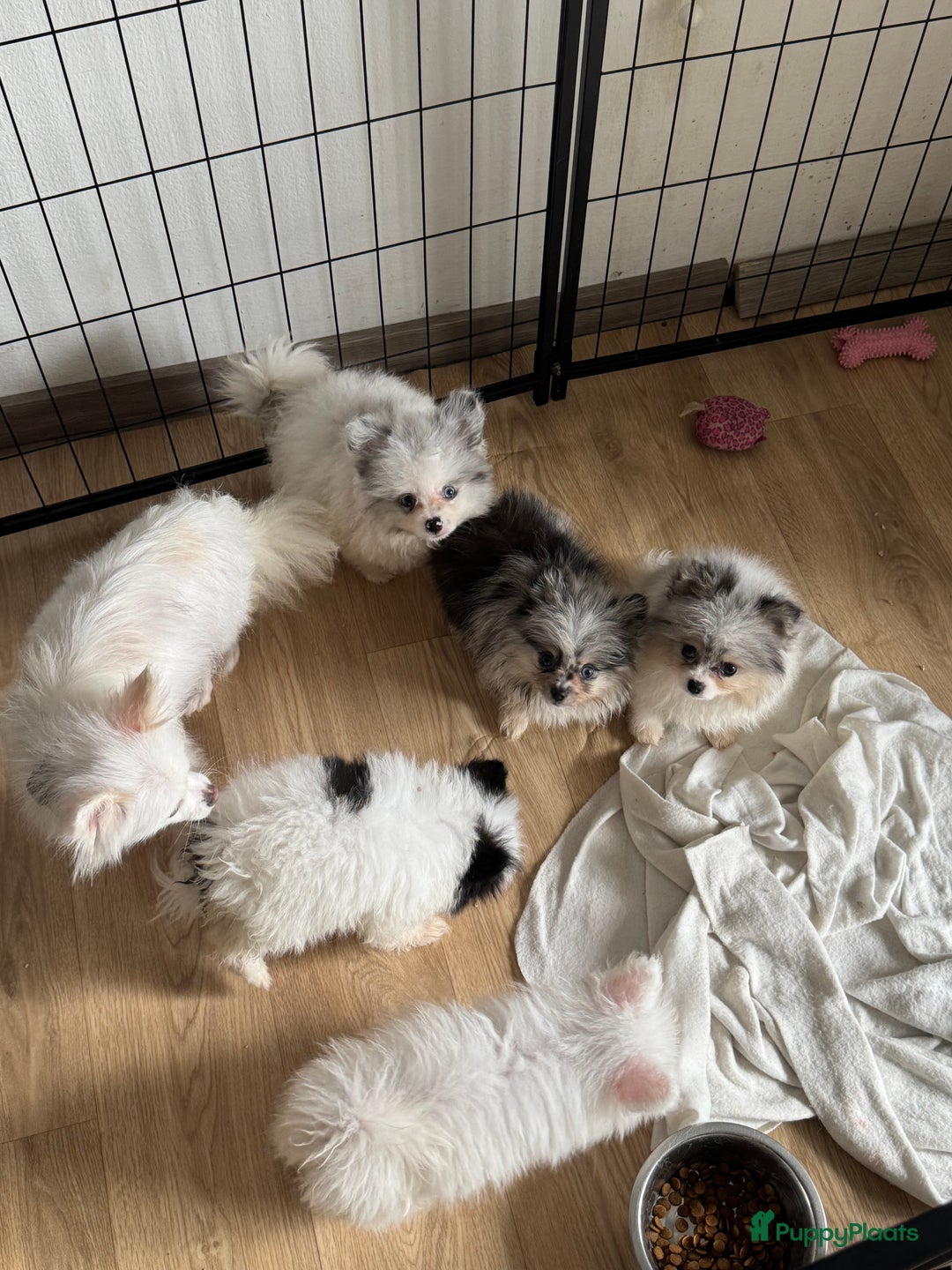 Pomeriaan honden te koop:  puppies mogen nu weg in prijs verlaagd  in Zoetermeer - Afbeelding 12