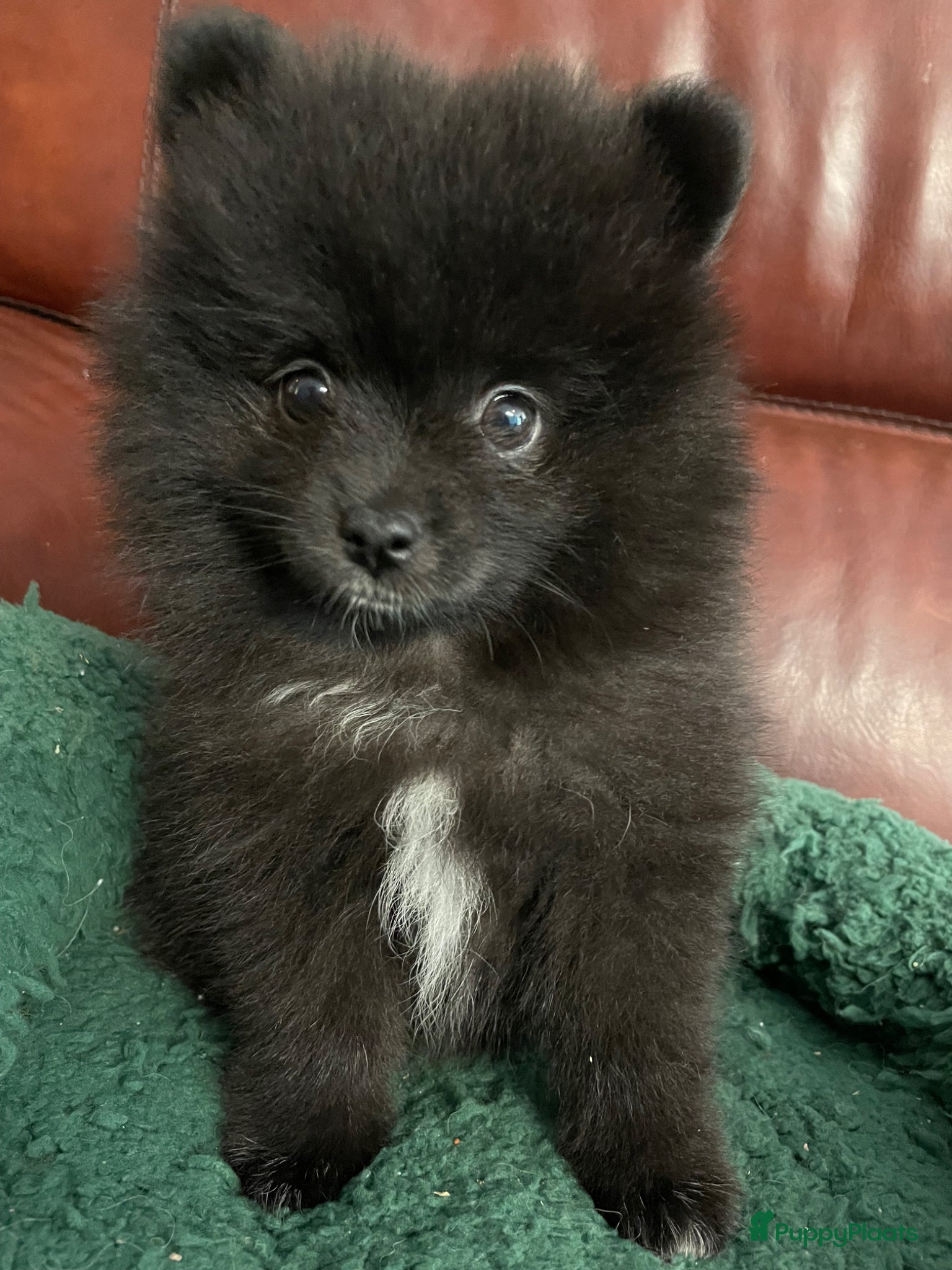 Pomeriaan honden 4 Prachtige Pomeriaan/dwergkees pups.🩵🩷 - Advertentie 9