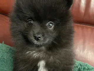 Pomeriaan honden 4 Prachtige Pomeriaan/dwergkees pups.🩵🩷 - Advertentie 6
