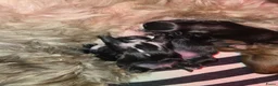 Kruising honden te koop: Prachtige Boomer Pups, Net Geboren 🖤🤎 - Advertentie 5