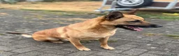 Mechelse Herder honden te koop: Mechelse Herders.Reu en Teef .. 3 jaar - Advertentie 16