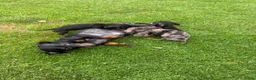 Teckel (korthaar)  honden te koop: Kortharige dwergteckel pups  - Advertentie 5
