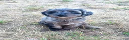 Cavapoo honden te koop: Cavapoo pups mogen het nest verlaten  - Advertentie 6