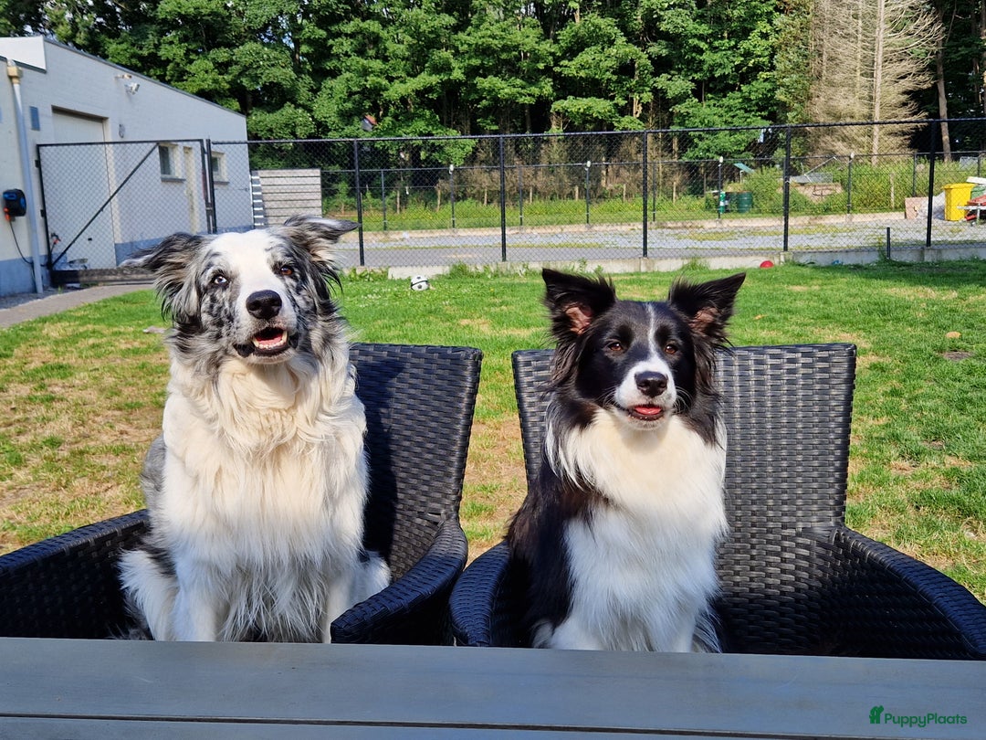 Galerij afbeelding {{count}}