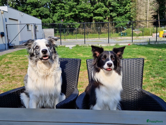 Galerij afbeelding {{count}}